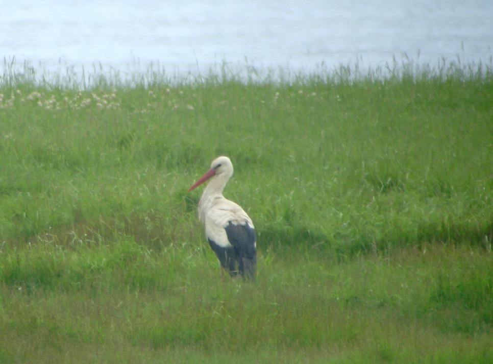 Latest Sightings